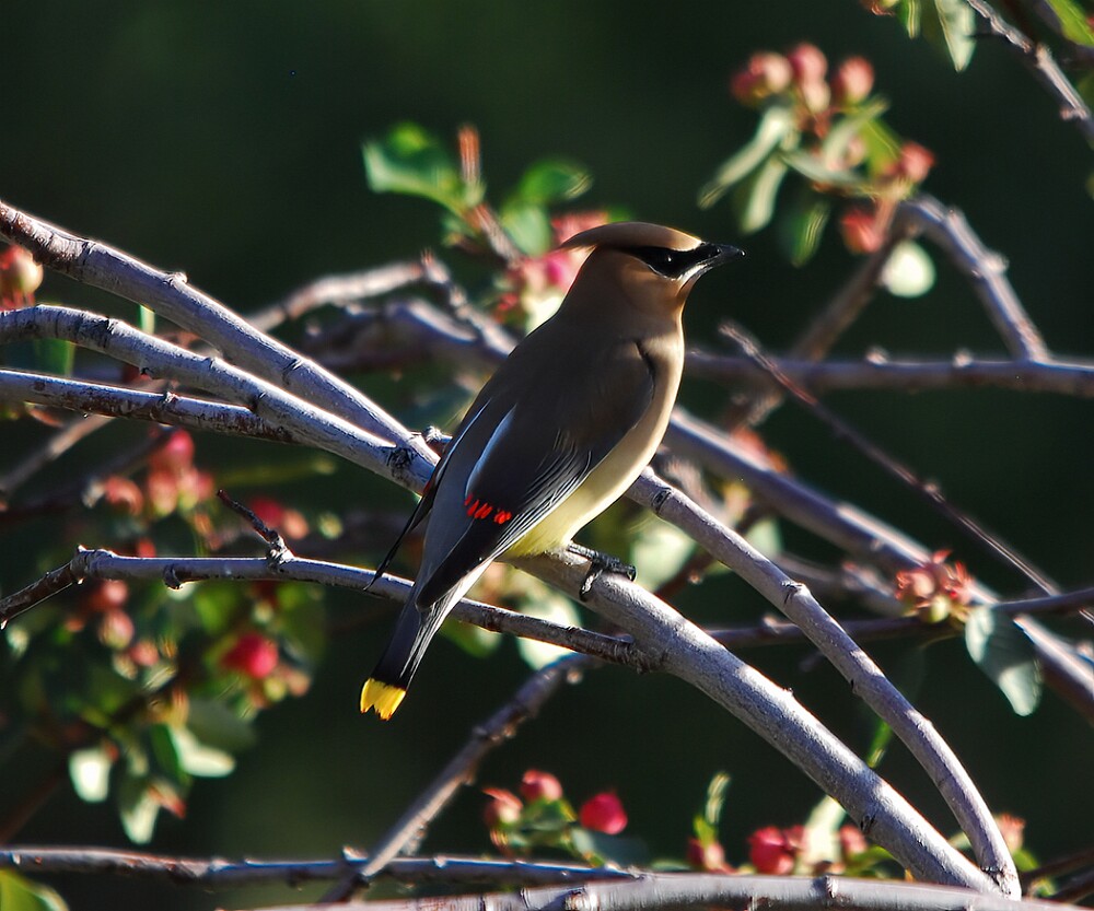 Ceadar-Waxwing-5