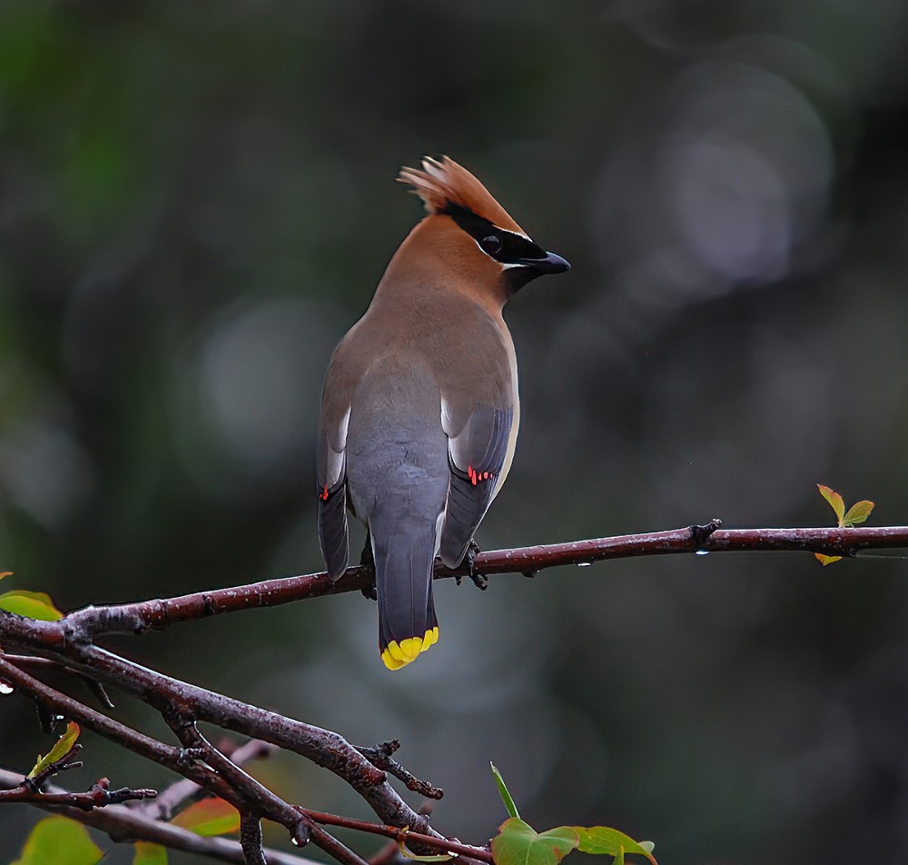 Ceadar-Waxwing