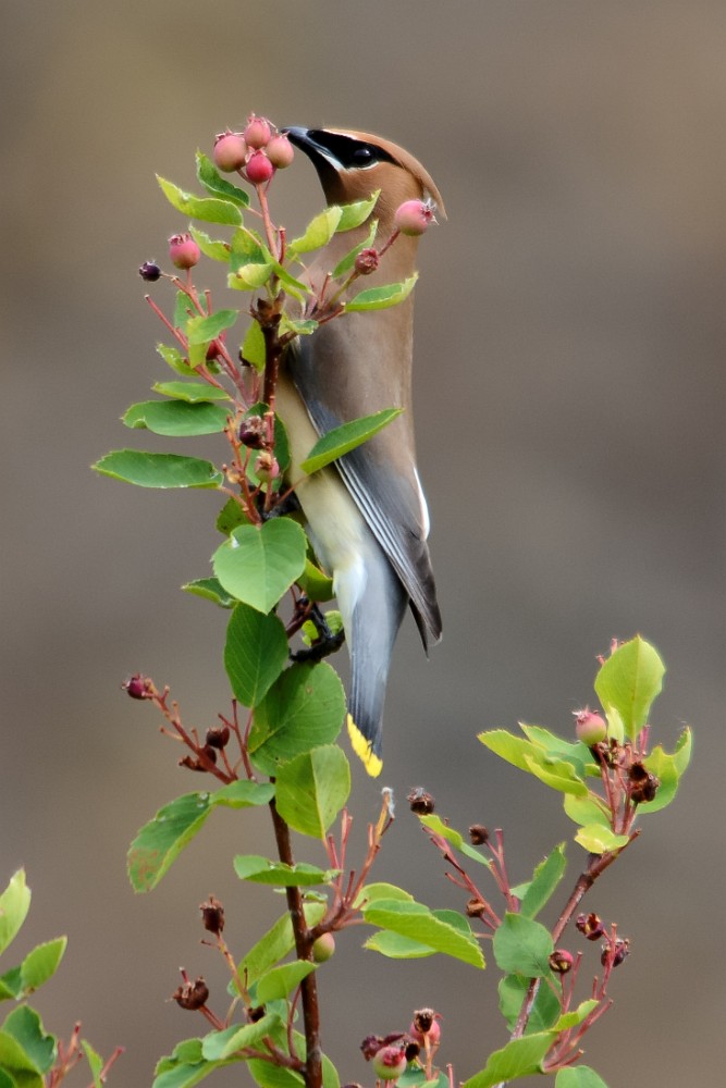 Cedar-waxwing-on-wild-rose