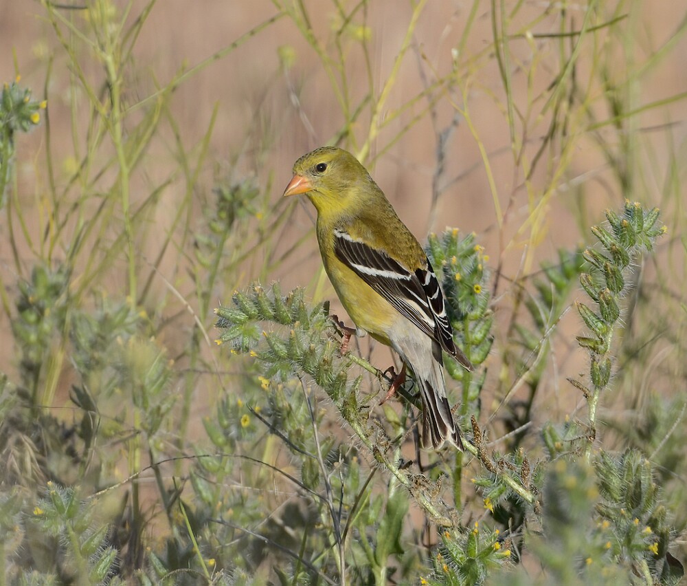 Goldfinch-female-1