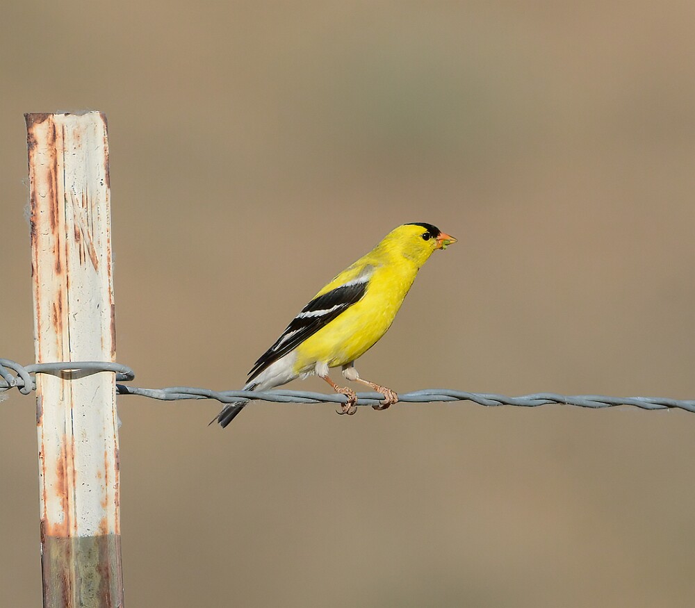Goldfinch-male-1