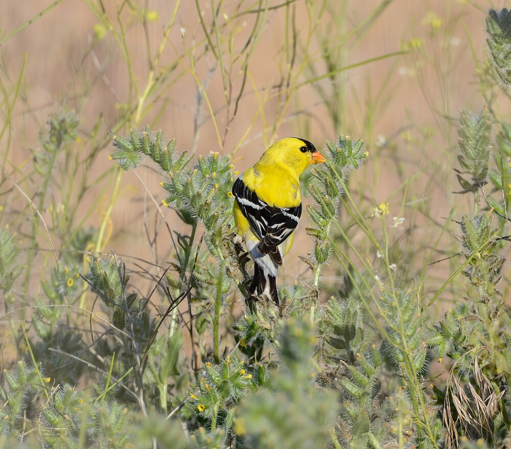 Goldfinch-male-2