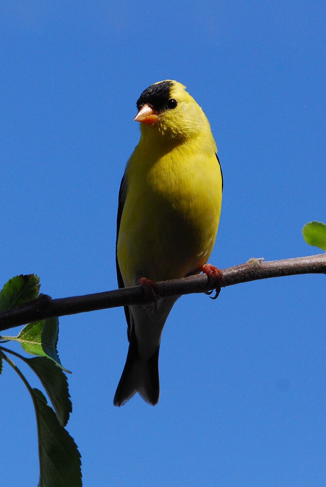 Goldfinch-male