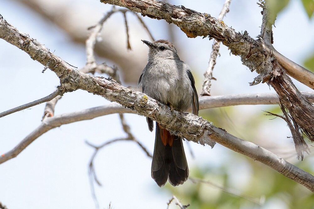 Gray-catbird-2