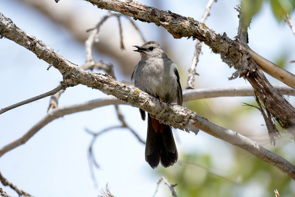 Gray-catbird-3