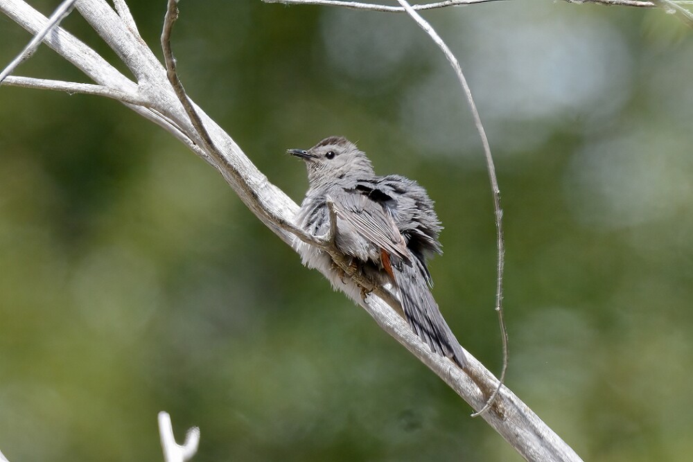 Gray-catbird-4