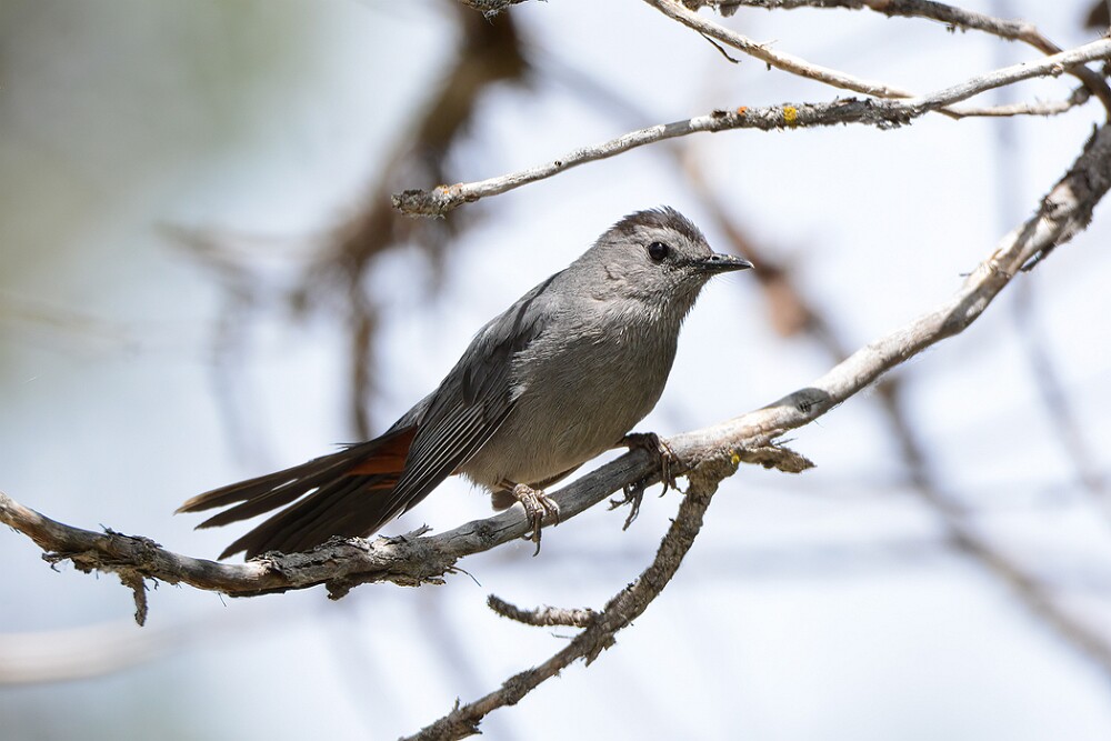 Gray-catbird
