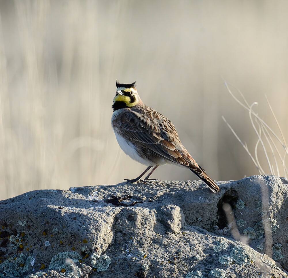 Horned-Lark-1