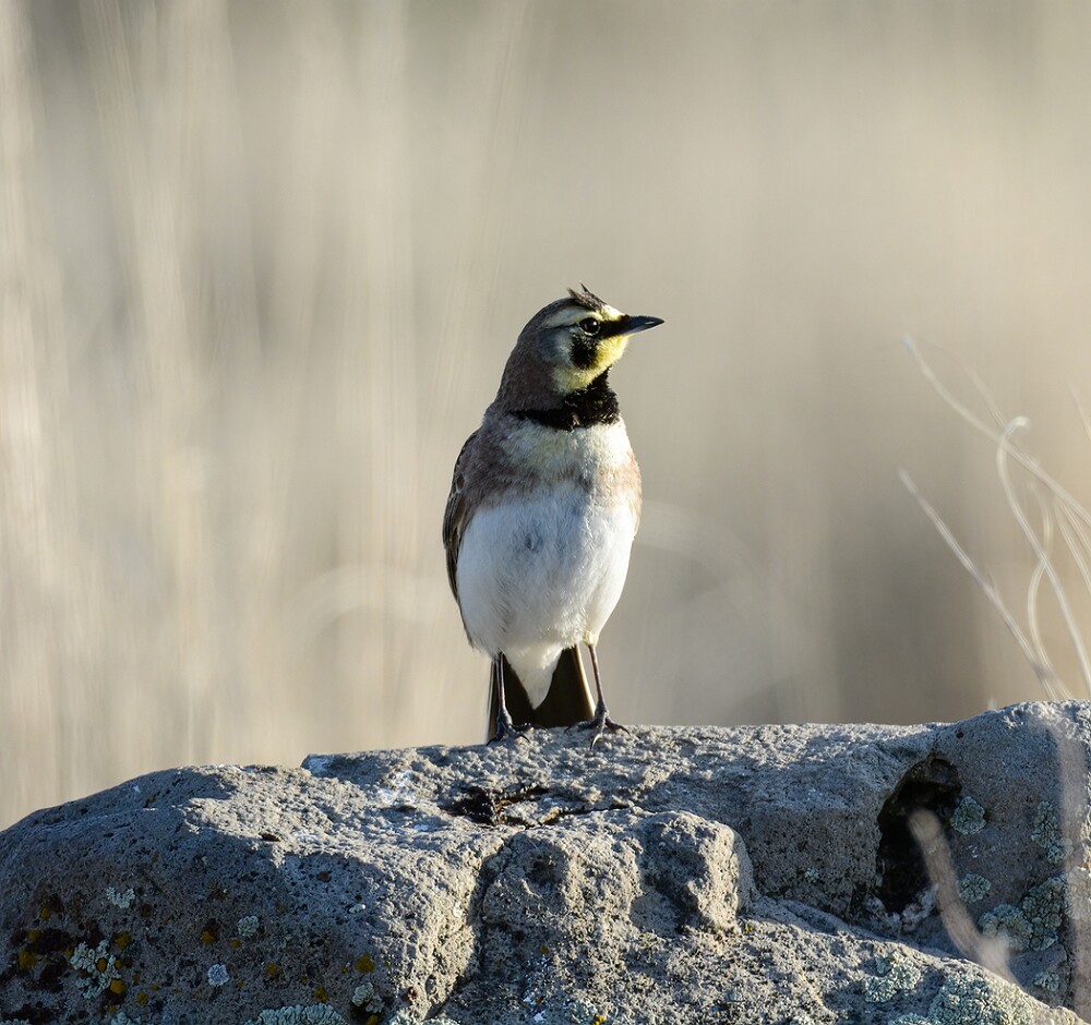 Horned-Lark-2