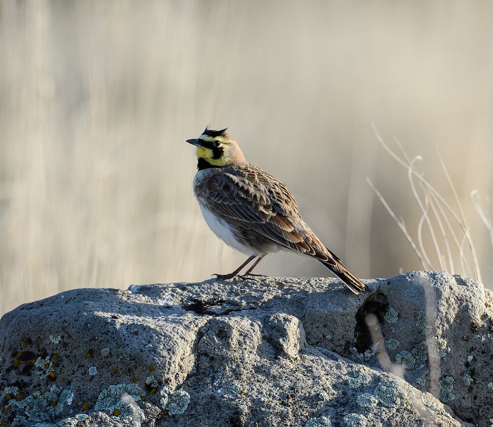 Horned-Lark
