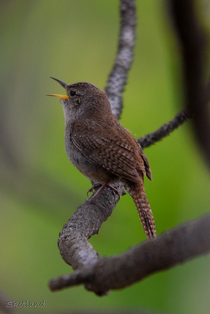 House Wren