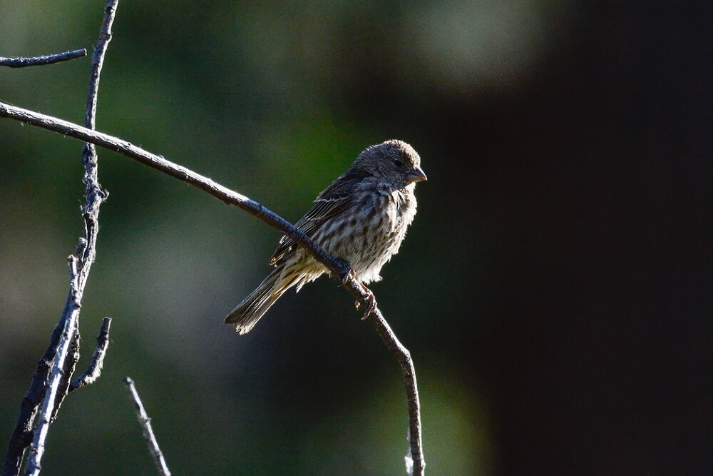 House-finch-female