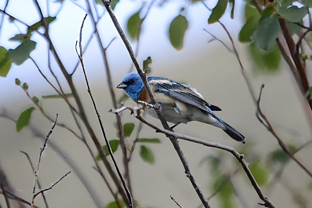 Lazuli-Bunting-1