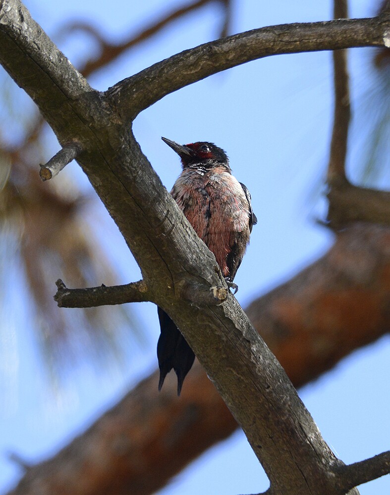 Lewis's-Woodpecker-1