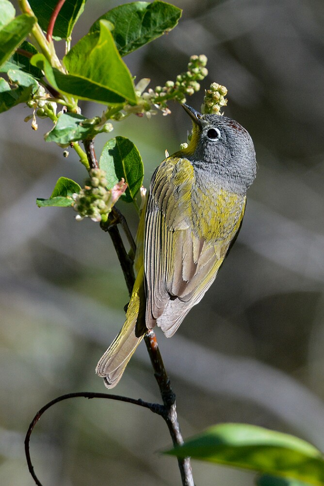 Nashville-warbler-1