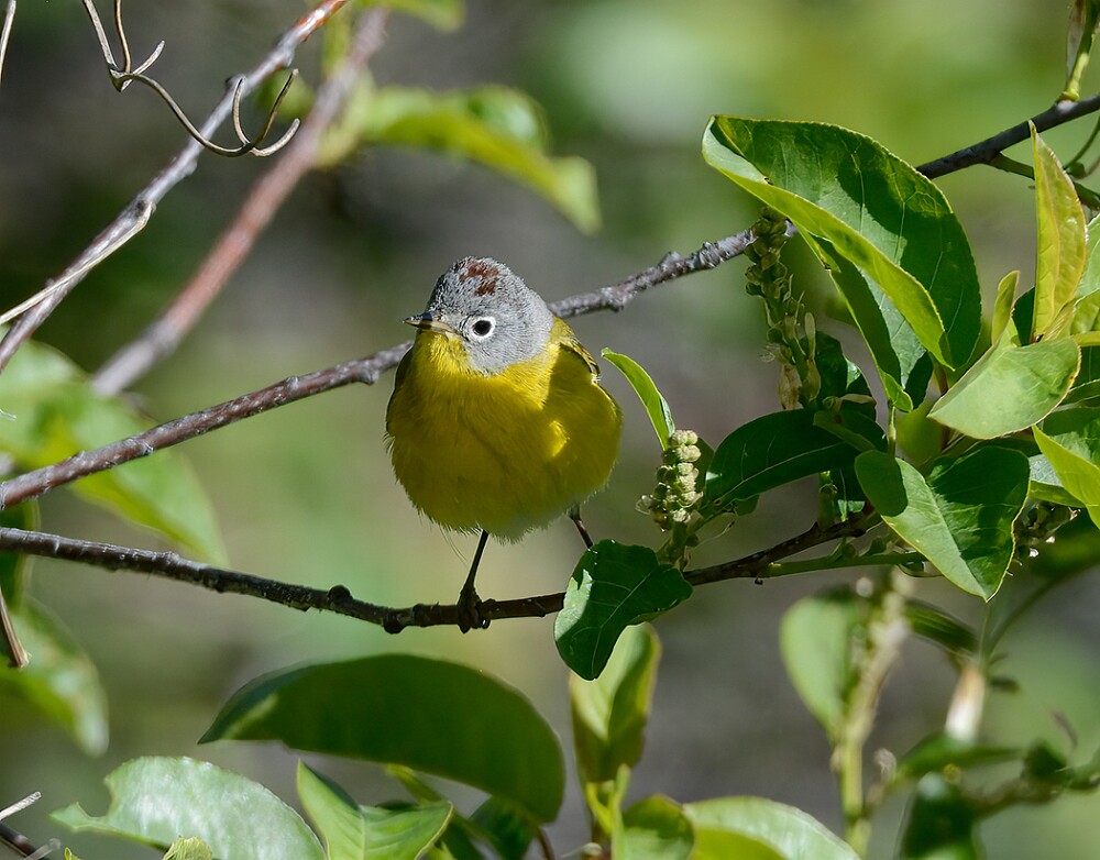 Nashville-warbler-2