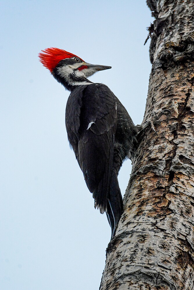 Pileated-Woodpecker-1