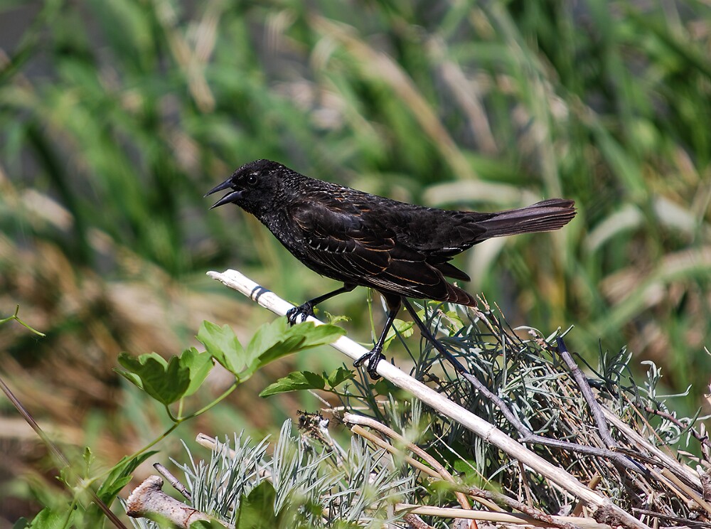 Red-winged-Blackbird-immature-male