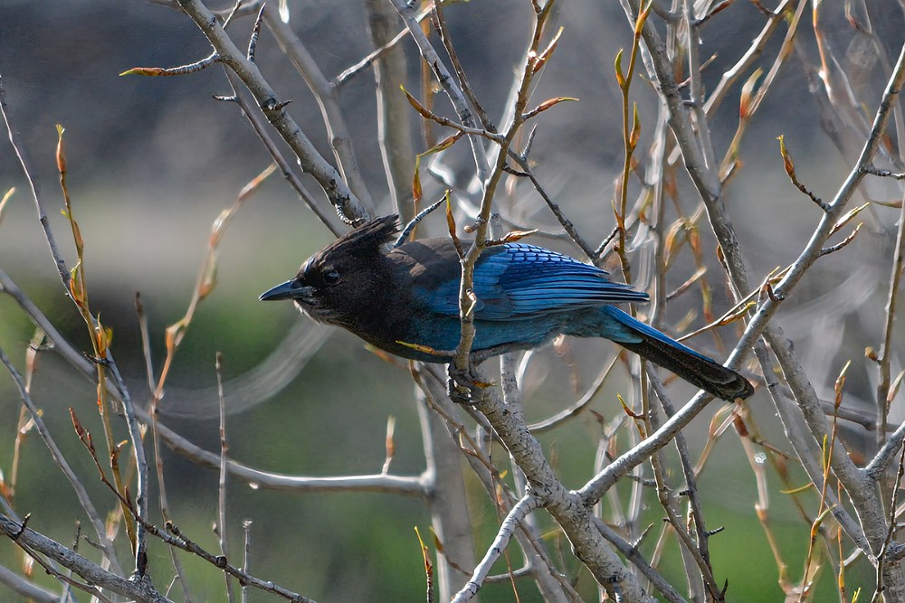 Steller's-Jay