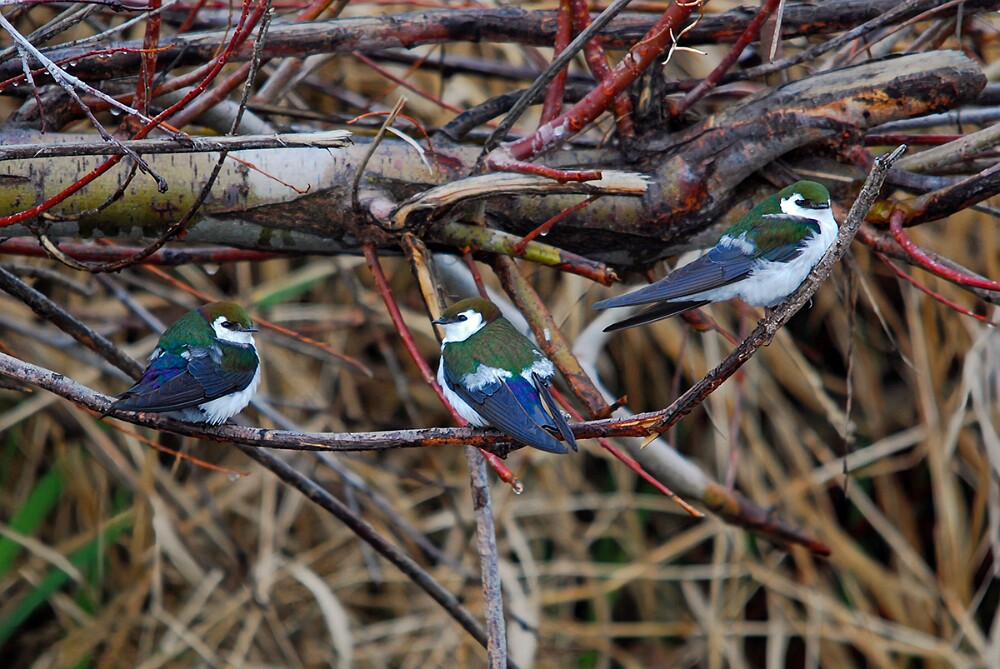 Violet-green-Swallow-2