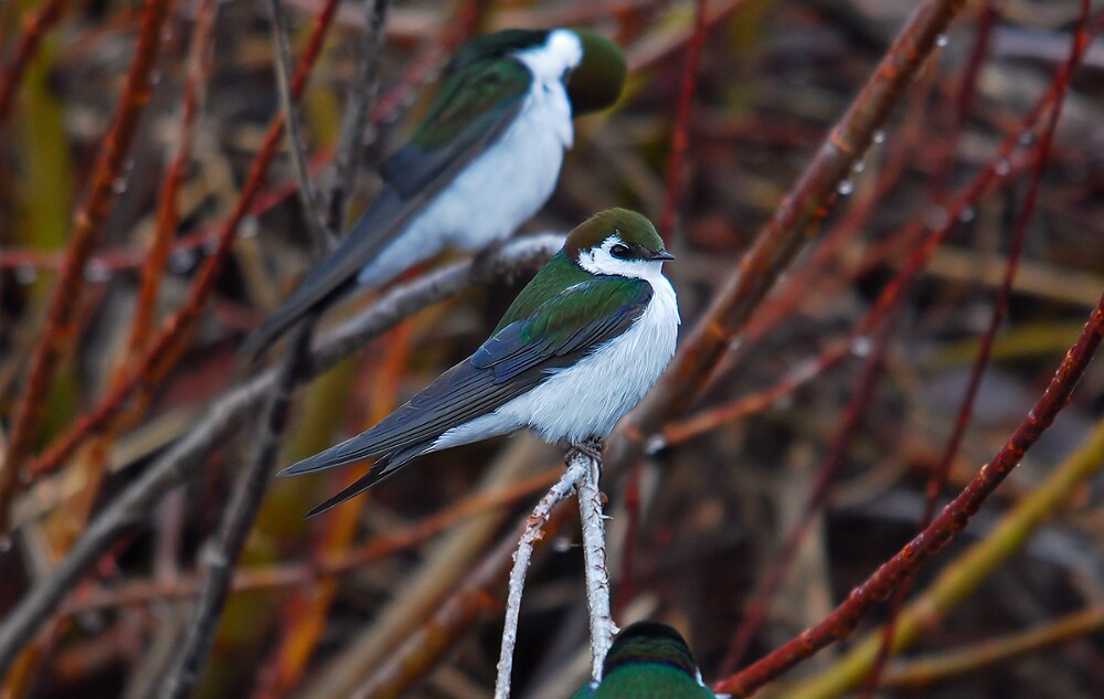Violet-green-Swallow