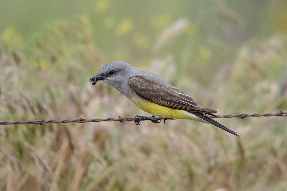 Western-kingbird-1