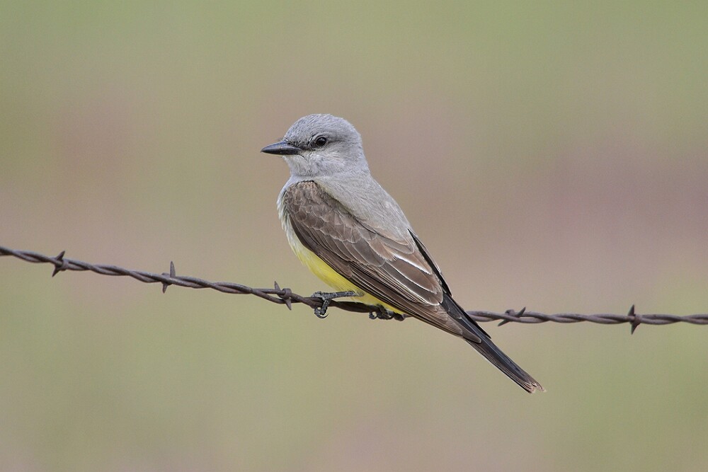 Western-kingbird-2