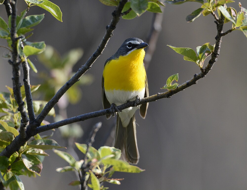 Yellow-breasted-Chat-2