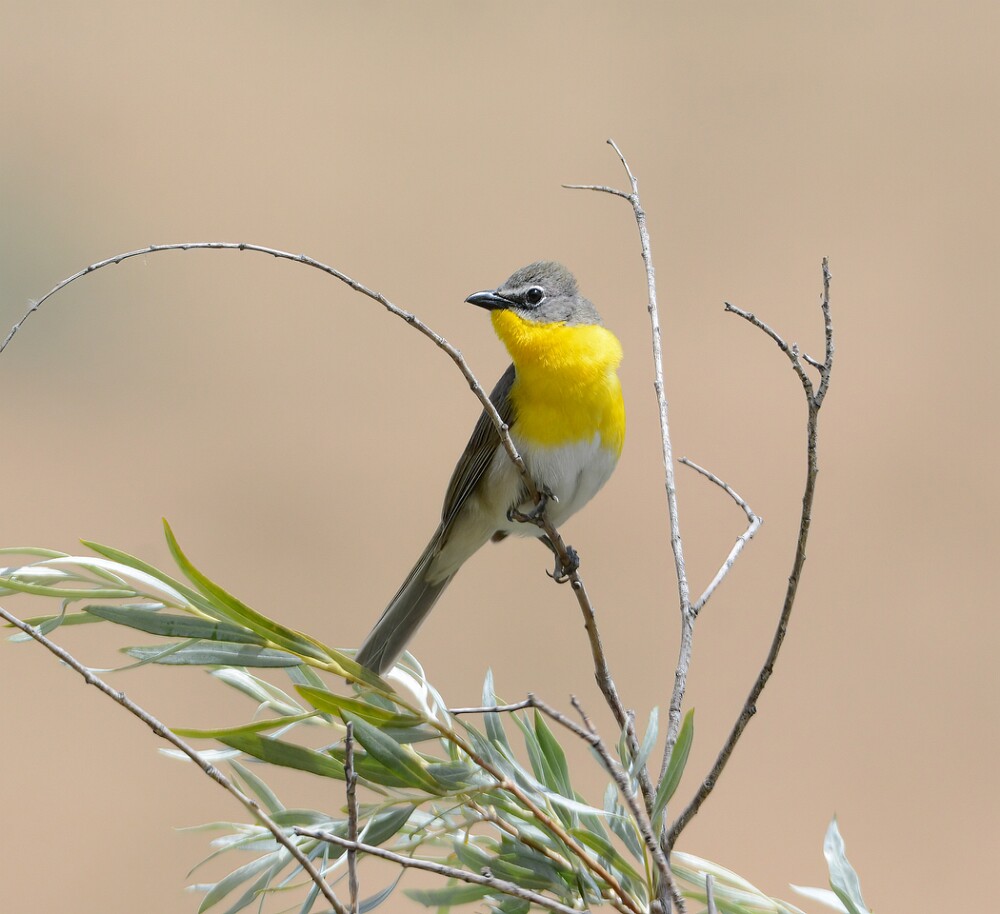 Yellow-breasted-Chat-4