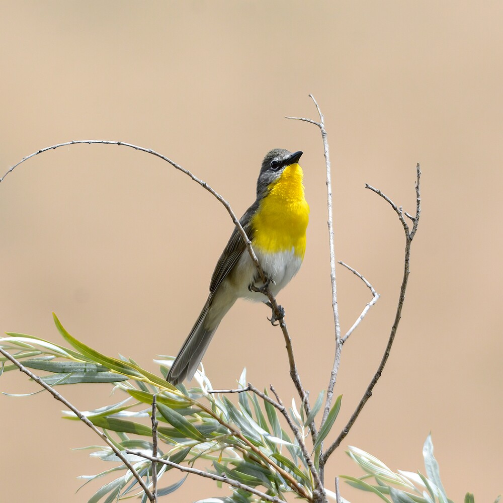 Yellow-breasted-Chat-5