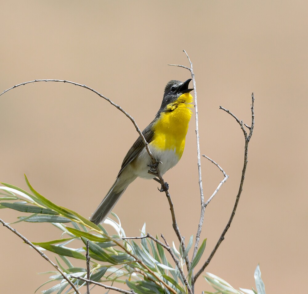 Yellow-breasted-Chat-6