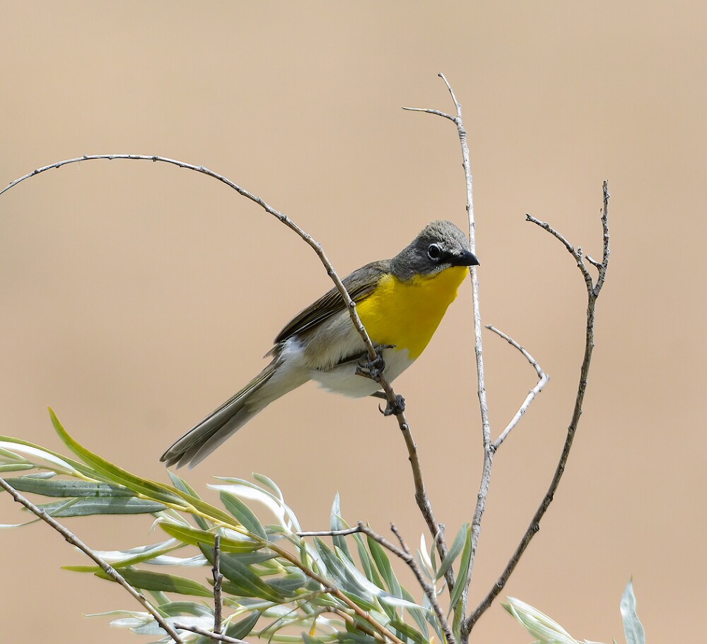 Yellow-breasted-Chat-7