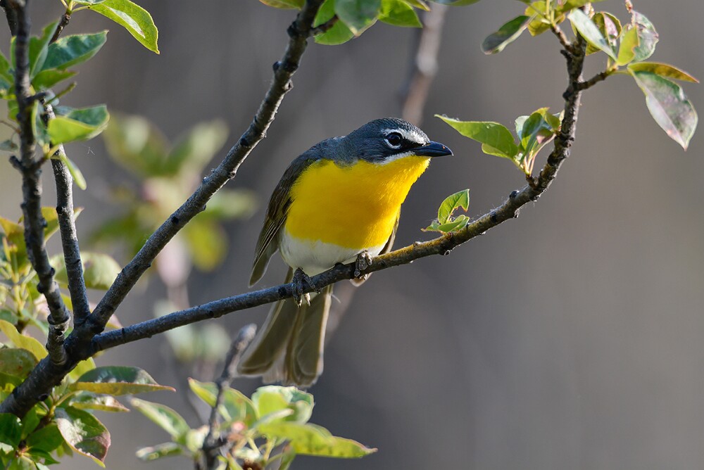 Yellow-breasted-Chat