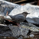 American-dipper
