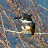 Belted-kingfisher