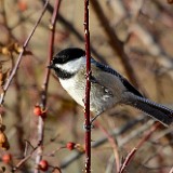 Black-capped-chickadee