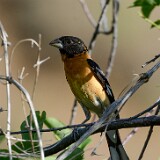 Black-headed-grossbeak-1