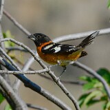 Black-headed-grossbeak-2