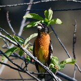 Black-headed-grossbeak-3