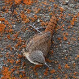 Canyon-wren