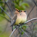 Ceadar-Waxwing-2