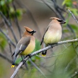 Ceadar-Waxwing-3