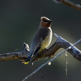 Ceadar-Waxwing-4
