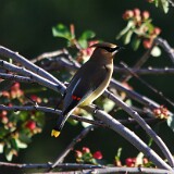 Ceadar-Waxwing-5