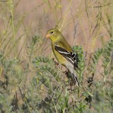 Goldfinch-female-1