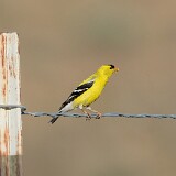 Goldfinch-male-1