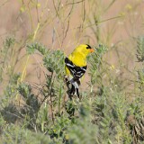 Goldfinch-male-2