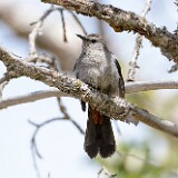Gray-catbird-2