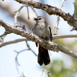 Gray-catbird-3