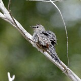 Gray-catbird-4